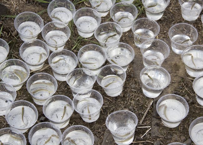 many clear plastic cups with water and small fish